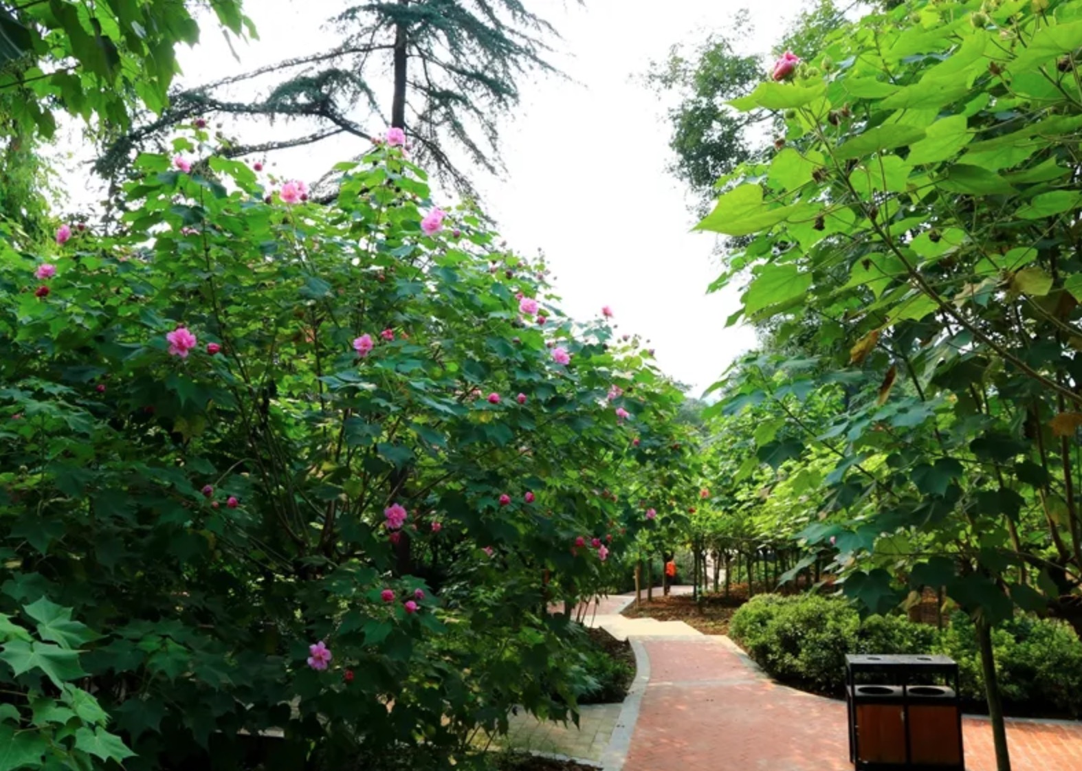 为什么芙蓉树叫做鬼树？