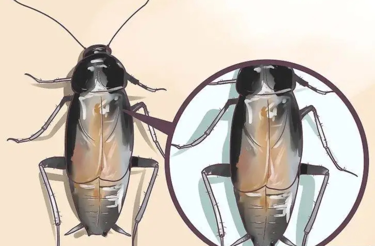 蟑螂有多少种？家中常见的是什么蟑螂？