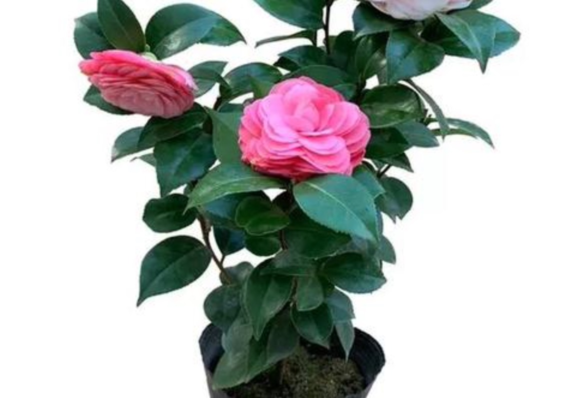 山茶花