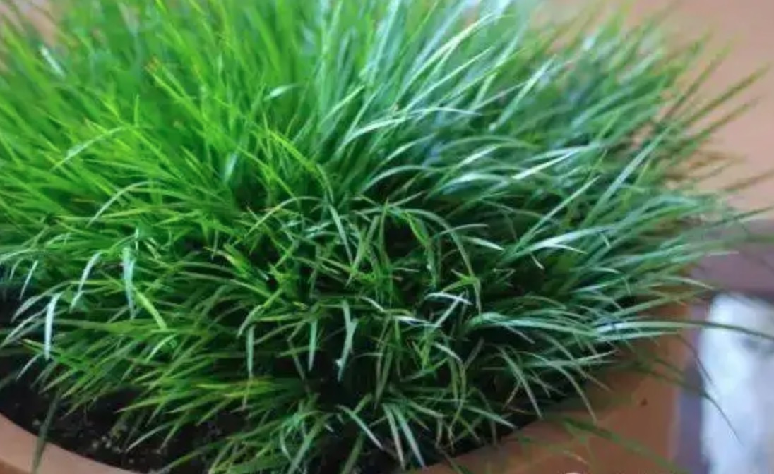 臭蒲草长什么样？