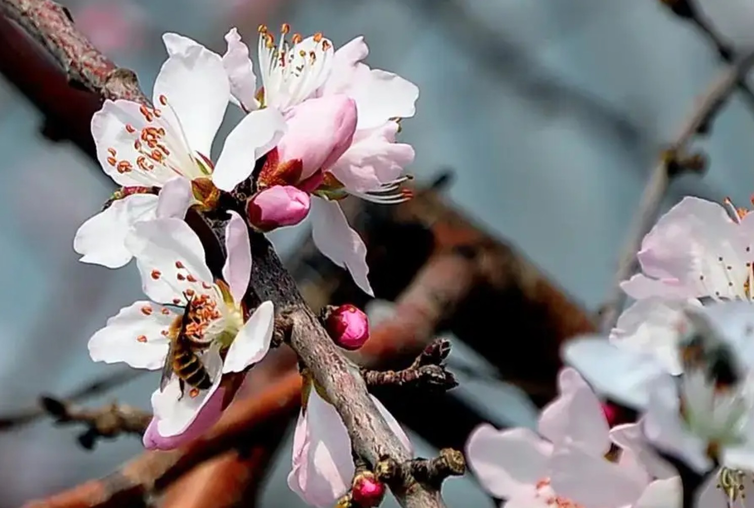 春天开的有什么花？