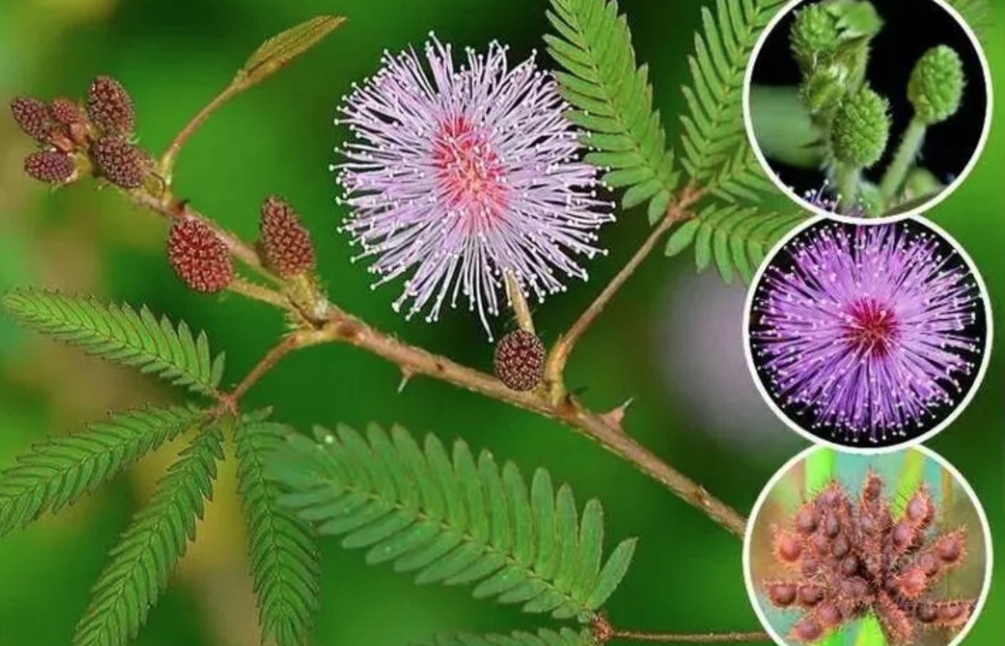 含羞草的颜色变化