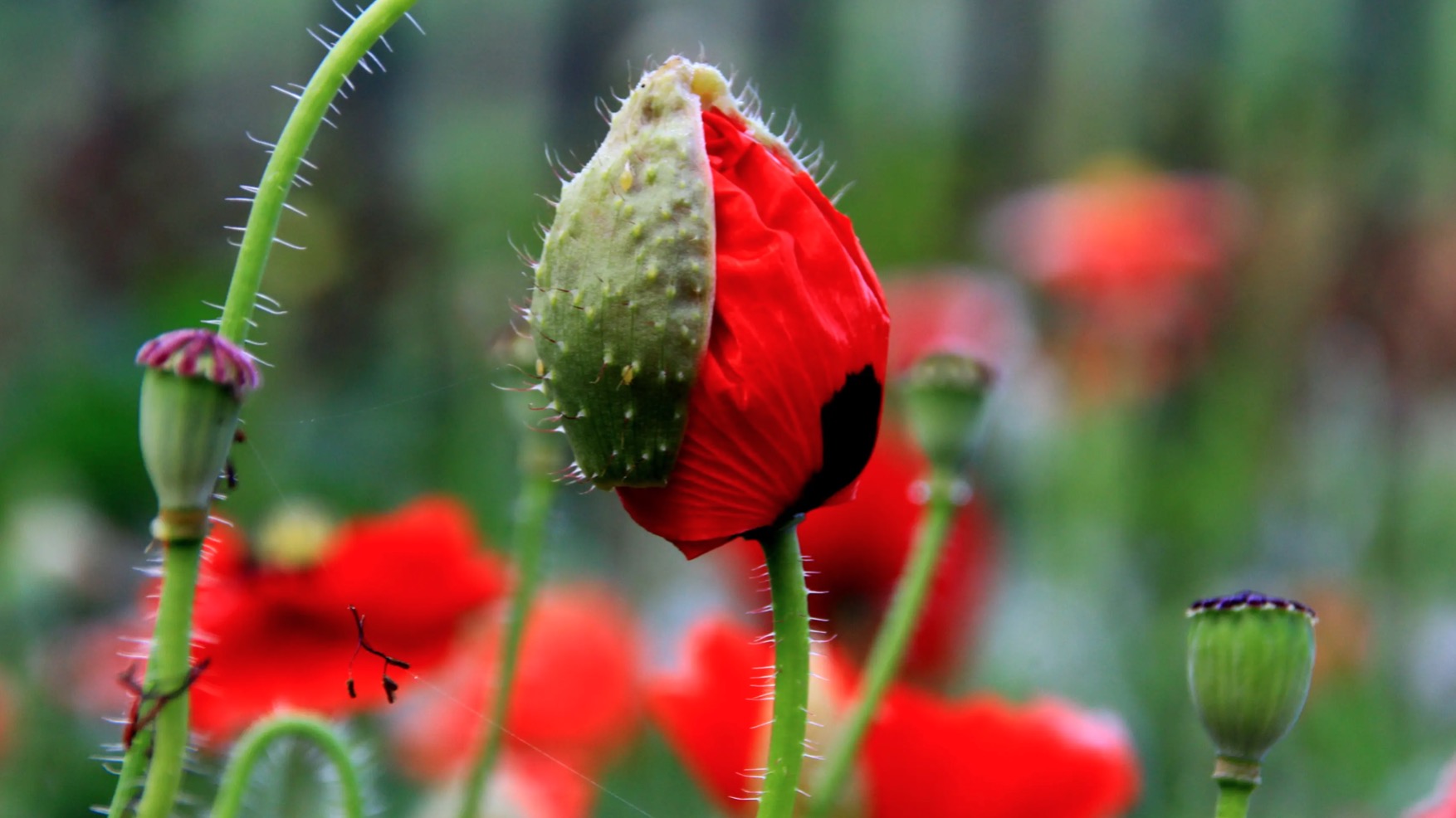 罂粟花是什么样子？
