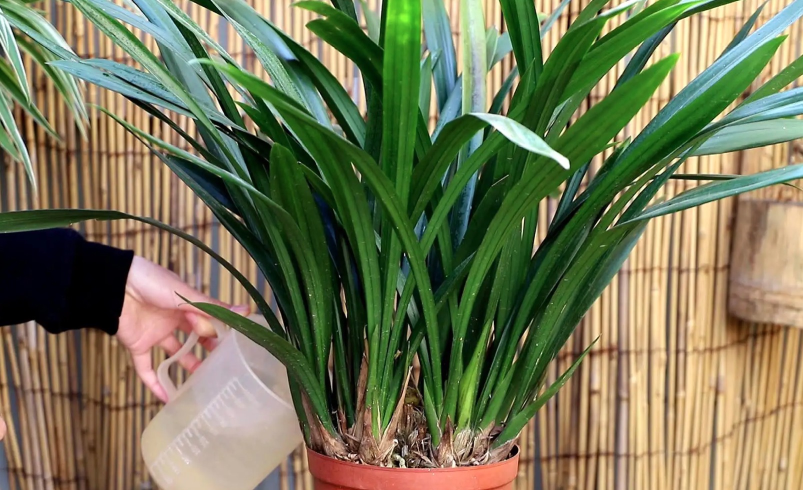 怎样才能养好兰花