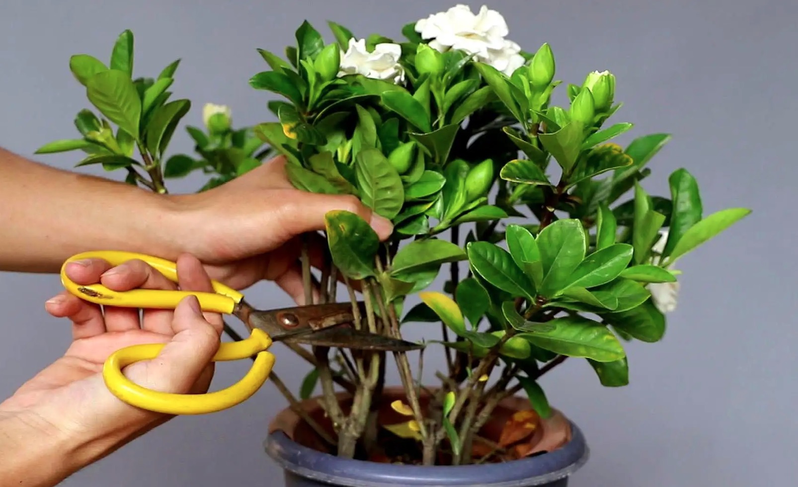 栀子花的养殖方法