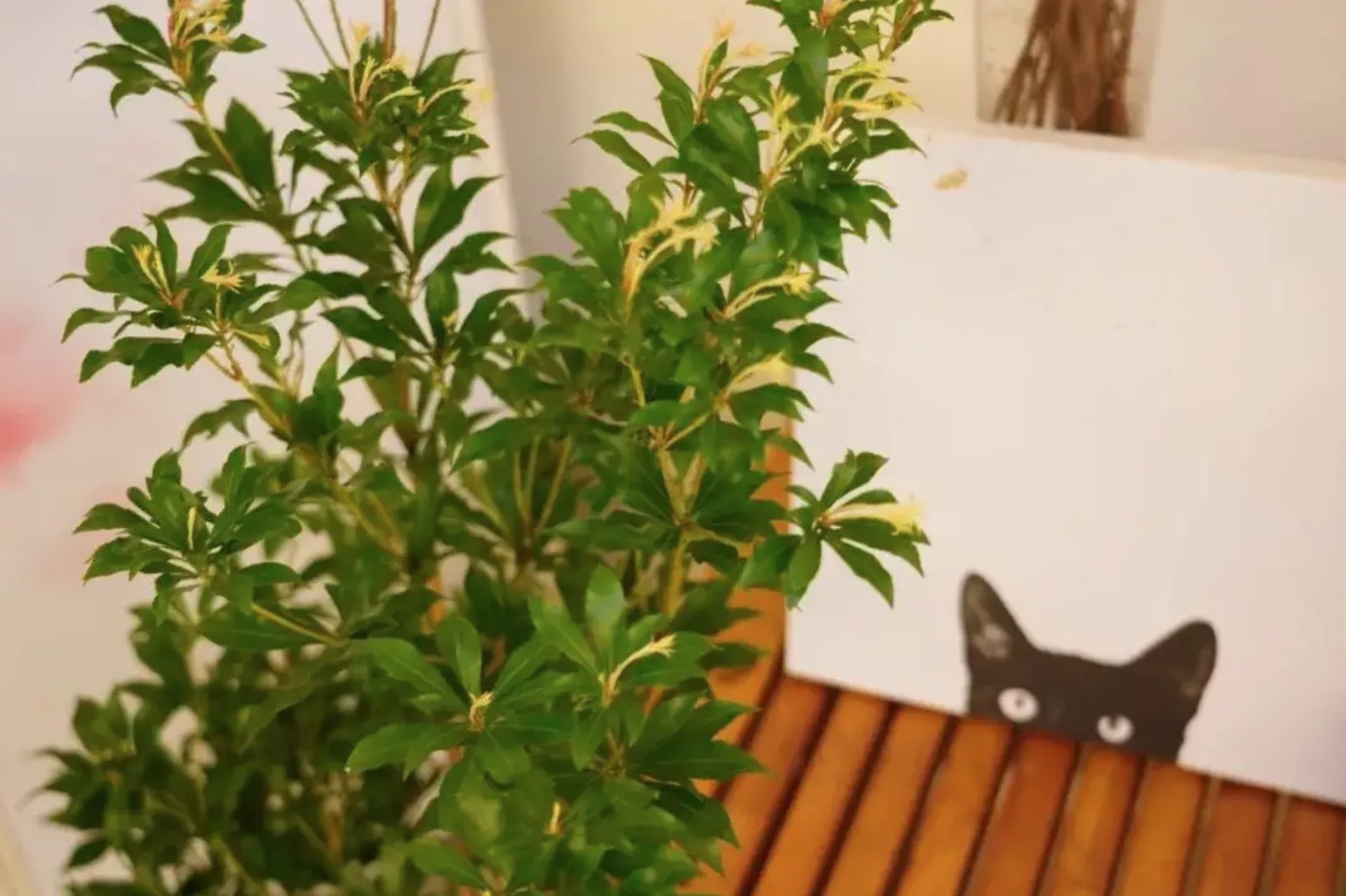 家里买了一盆马醉木,能吸甲醛吗? 家里买了一盆马醉木,能吸甲醛吗?